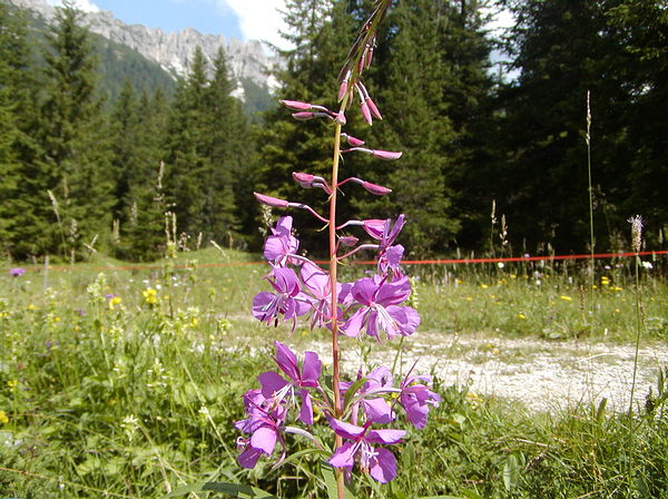  Image name: ramerino3.jpg 
 width: 600 pixel 
 height: 448 pixel 
 Size: 95465 bytes 
 Click to enlarge 